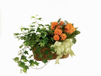 Kalanchoe & Ivy Planter from Backstage Florist in Richardson, Texas